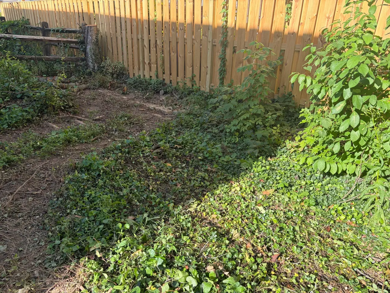 The same fence-line area with the loose wooden sections removed and the standing fence and plants remaining.